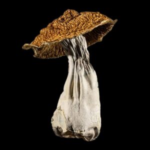 YETI ORANGE CAP 5Grams