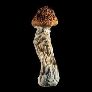STEEL MAGNOLIA 5Grams